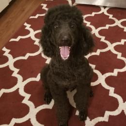 Labradoodles from D's Doodles