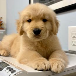 Hale - Golden male Golden Retriever puppy in Baltimore, Maryland from Passport Dachshunds