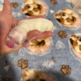 Korean Evelyn - White female Maltese puppy in Hernando Beach, Florida from Minipupps