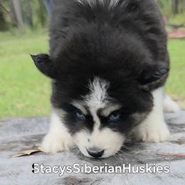 Nadia - Black and white female Siberian Husky puppy in Savannah, Georgia from Stacy's Siberian Huskies