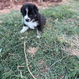 Tootsie - Black tri-color female Australian Shepherd puppy in Denton, North Carolina from Double R Farm Aussies