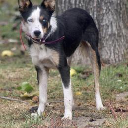 Dolly - Border Collie