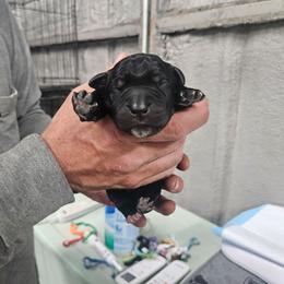 Hot pink collar - Black female Cane Corso puppy in Fritch, Texas from Carrie Brown's Cane Corsos