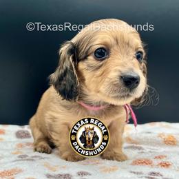 Lainey - Cream female Dachshund puppy in Houston, Texas from Texas Regal Dachshunds LLC