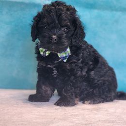 Forest - Black and tan male Cockapoo puppy in Louisburg, North Carolina from Raven Oak's Mini Cockapoos