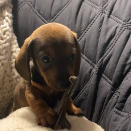 Dachshund Puppies from Harper’s Waggin Winnie’s