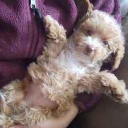Princess - Apricot female Goldendoodle puppy in Milwaukwe, Wisconsin from Wisconsin Doodles