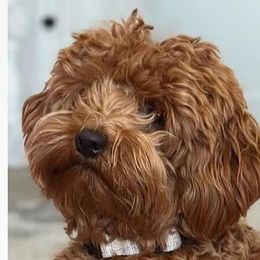 Bodie - Goldendoodle