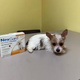 Maxwell - Tri-color male Yorkipoo puppy in Henderson, North Carolina from Dorans Danes and Doodles