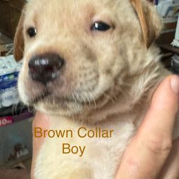 Goldendoodle Puppies from YankeeDoodles