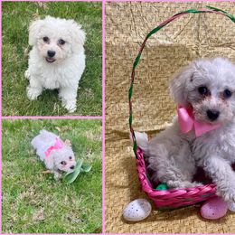Bichon Frise and Shichon Puppies from Rose Cottage Bichons