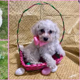 Bichon Frise and Shichon Puppies from Rose Cottage Bichons