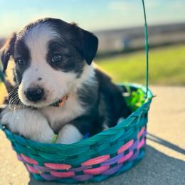 Orange - Sable merle male Border Collie puppy in Minden, Iowa from Rocking N Registered Border Collies & Labradors