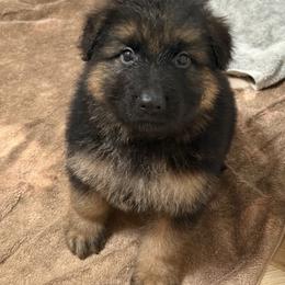 Boq - Black and red male German Shepherd puppy in Lakeland, Florida from Fur Love And Puppies