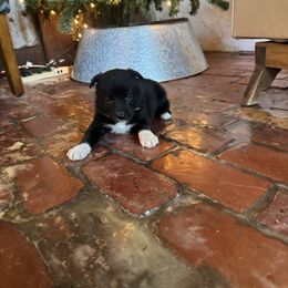 Annie - Black and white female Border Collie puppy in Winnsboro, Texas from Pecan Grove Pups