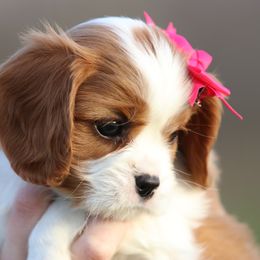 Cavalier King Charles Spaniel Puppies from Creekside Cavaliers