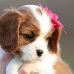 Cavalier King Charles Spaniel Puppies from Creekside Cavaliers