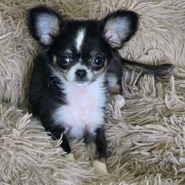Diamonds - Black and white female Chihuahua puppy in Amity, Pennsylvania from Baxters Chihuahuas
