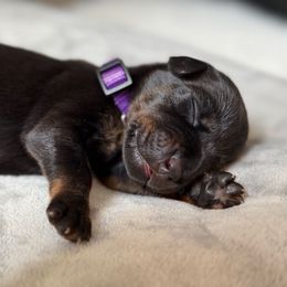 Rebel - Black and rust female Doberman Pinscher puppy in Brookfield, Wisconsin from Haus of Hound