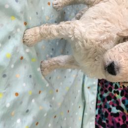 Poodle Puppies from Southern Standards