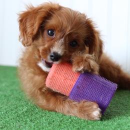 Romeo - Red male Cavapoo puppy in Springtown, Texas from North Texas Puppies
