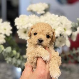 Mimi - Apricot female Maltipoo puppy in Littleton, Colorado from Marina's Maltipoos