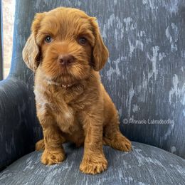 Australian Labradoodle Puppies from Pinnacle Labradoodles