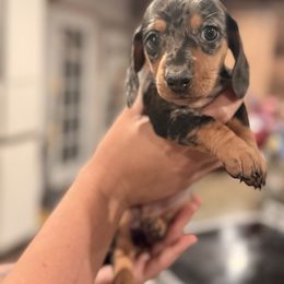 Girl 2 - Dapple female Dachshund puppy in Pea Ridge, Arkansas from Cotton Patch Ridge
