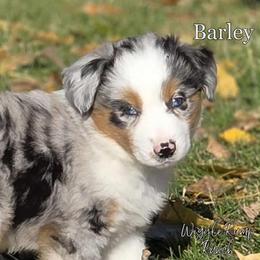 Barley - Blue merle male Miniature American Shepherd puppy in Ellensburg, Washington from Wiggle Rump Ranch