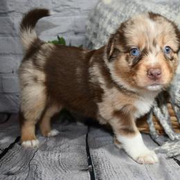 Miniature Australian Shepherd Puppies from B my Sunshines Mini Aussies