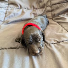 Storm - Black male Dachshund puppy in Pahrump, Nevada from Jedi Weiner Ranch