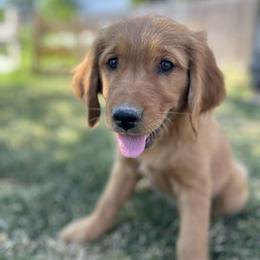 Golden Retriever Puppies from Royal Red Retrievers