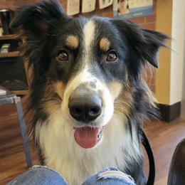Australian Shepherds from The Aussie Family