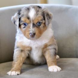LAZULI aka Zuli - Blue merle female Miniature American Shepherd puppy in Bixby, Oklahoma from Roeboat Aussies