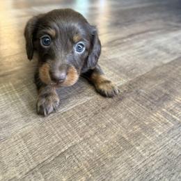 Australian Shepherd and Dachshund Puppies from Paisley’s Prissy Pups