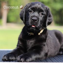 4th girl - Black female Labrador Retriever puppy in Williston, Florida from Royal K Labradors