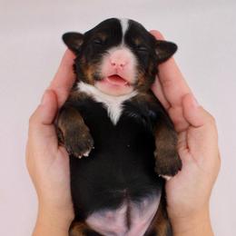 Witney - Tri-color female Bernedoodle puppy in Comanche, Texas from Central Texas Doodles, LLC.