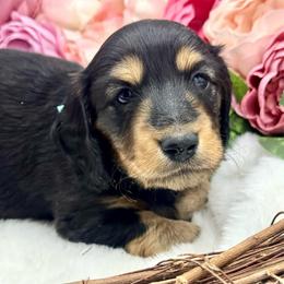 Harris - Black and cream male Dachshund puppy in Exeter, California from Sawtooth Miniature Dachshunds