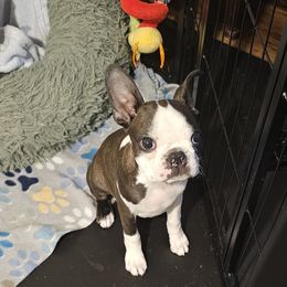 Boston Terrier Puppies from Azcowboyz Boston Terriers