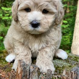 Blackberry - Cream male Maltipoo puppy in Bellingham, Washington from My Sweet Poodles and Doodles
