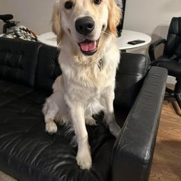 Golden Retriever Puppies from Rose n’ Thistle Farm