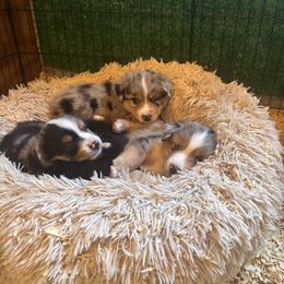 Girl 4 - Black tri female Miniature American Shepherd puppy in Rochester, Massachusetts from Anchored Roots Miniature American Shepherds