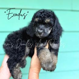 Aussiedoodle, Bernedoodle, Cockapoo, Miniature Australian Shepherd, Poodle, and Sheepadoodle Puppies from Jam's Doodles And Poodles