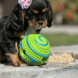 Cavalier King Charles Spaniel Puppies from Mydee Cavaliers
