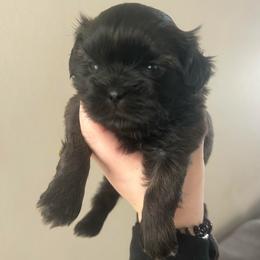 Girl 2 - Chocolate female Shih Tzu puppy in Oregon, Ohio from Gogol Family Shih Tzus