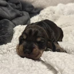 Boy 1 - Wild boar male Dachshund puppy in San Jose, California from Zwinger vom Donau-Ries
