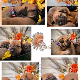 Girl 4 - Red female Boerboel puppy in Pennsylvania from Cold River Boerboels