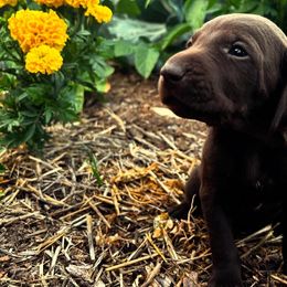 German Shorthaired Pointers from Justin Anderson