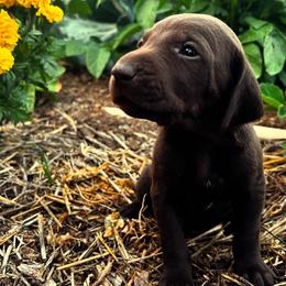 German Shorthaired Pointers from Justin Anderson