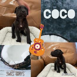 Coco - Black female Cane Corso puppy in San Isidro, Texas from MTZCC Ranch, LLC